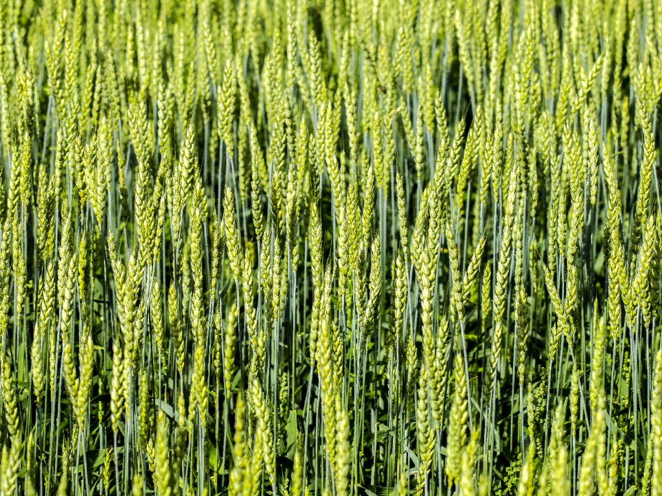 Cornfield plant nature