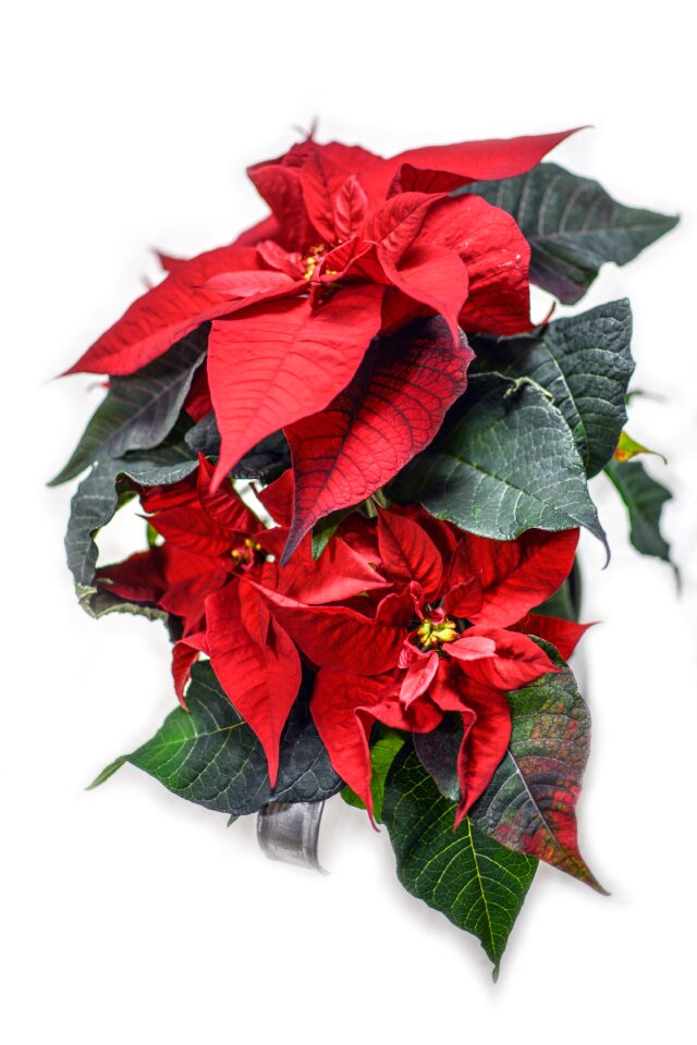 Christmas bethlehem holiday