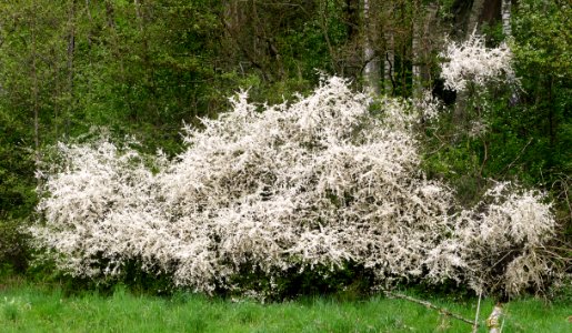 Blackthorn bushes at Holma 2 photo