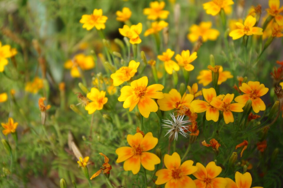 Marigold turkish nature