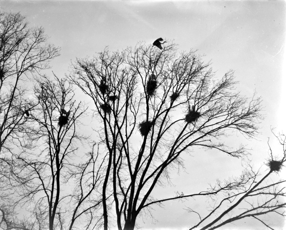 Blauwe reigers in het Vondelpark, Bestanddeelnr 910-1769