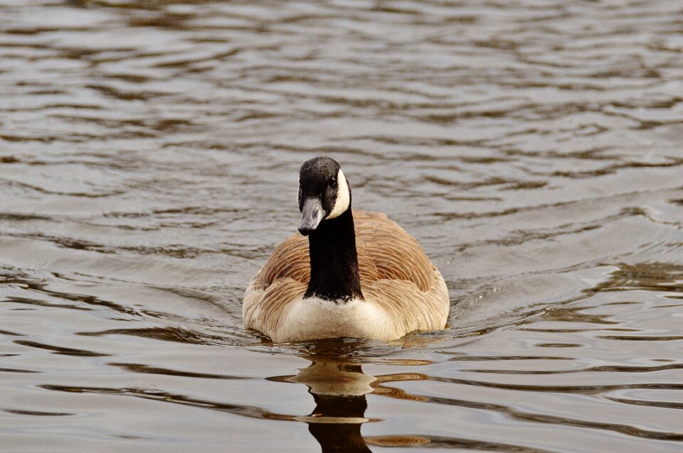 Bird geese bill photo