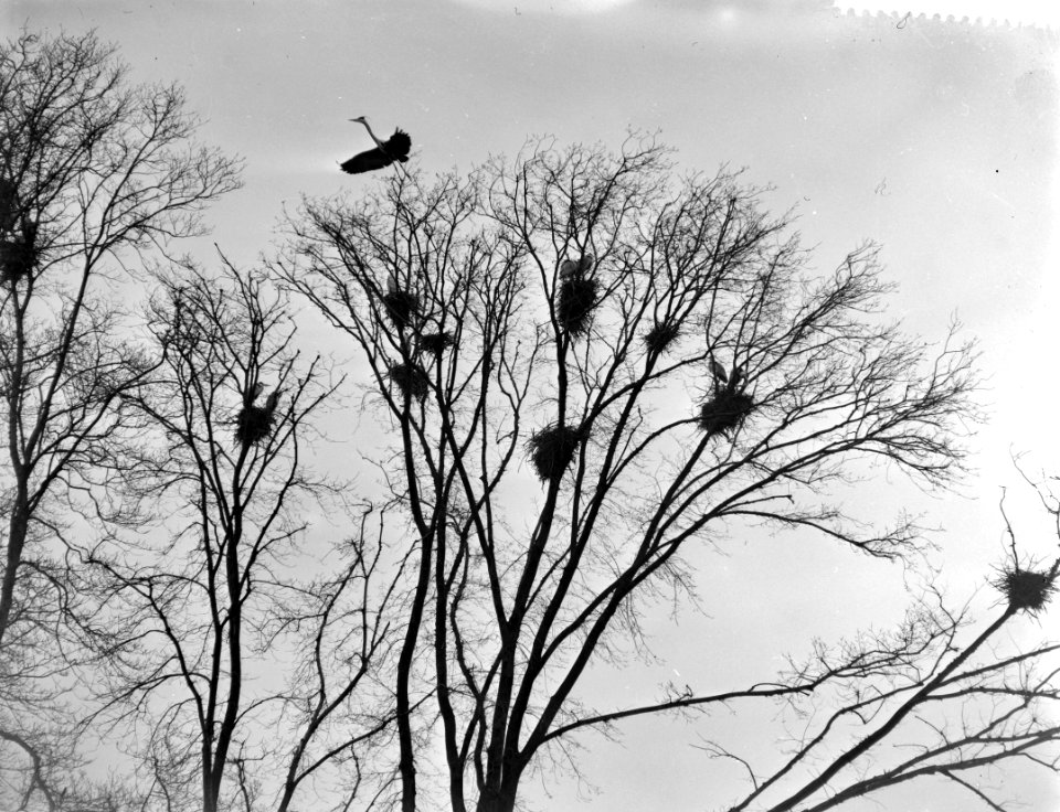 Blauwe reigers in het Vondelpark, Bestanddeelnr 910-1770
