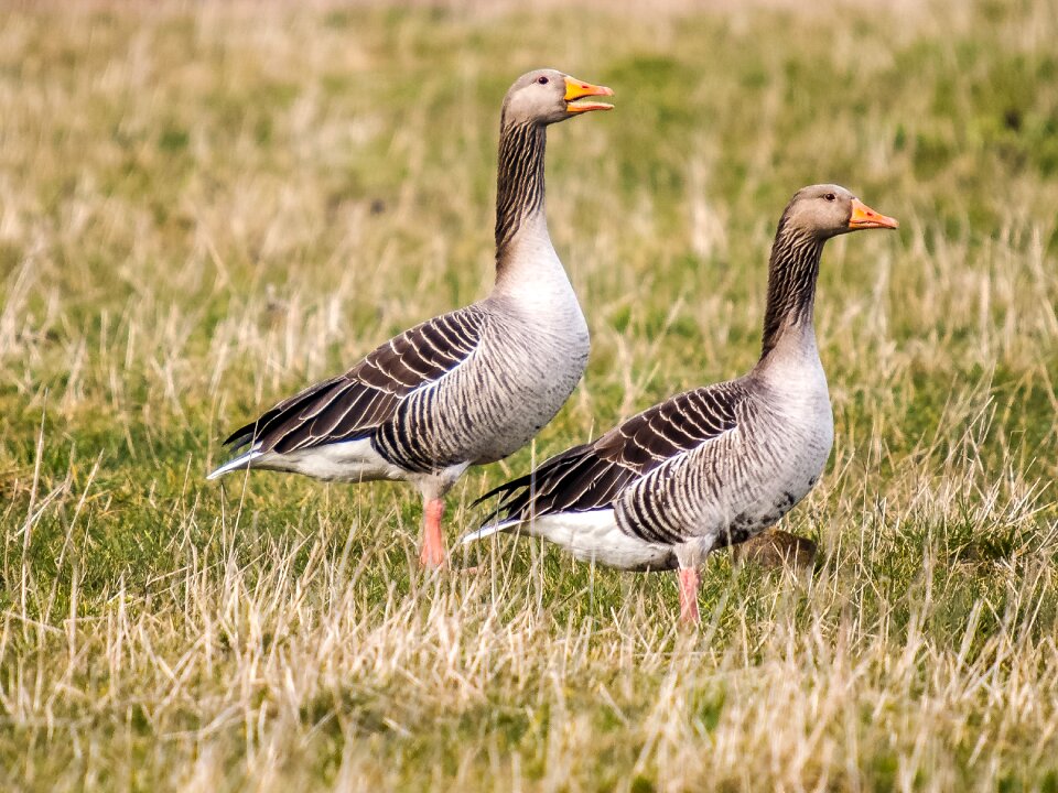 Water bird nature animal