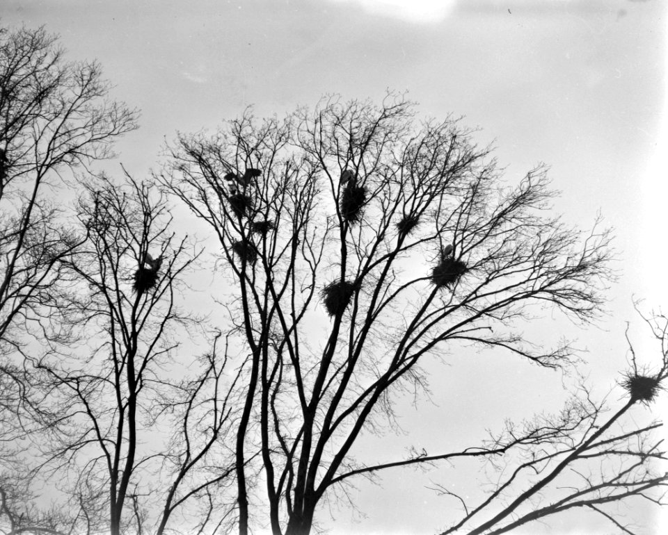 Blauwe reigers in het Vondelpark, Bestanddeelnr 910-1768