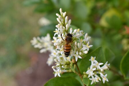 Bee honeybee flower