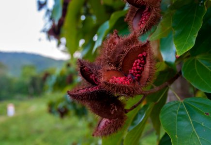 Bixa orellana in Venezuela