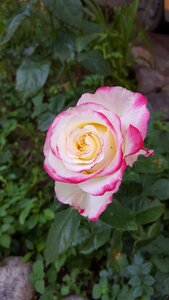 Rose garden flower photo