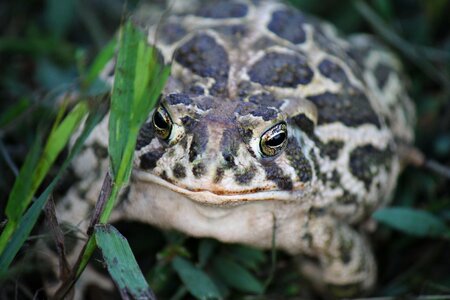 Toad prairie toad north dakota toad