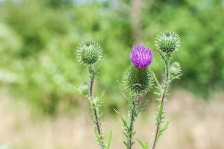 Spur nature summer