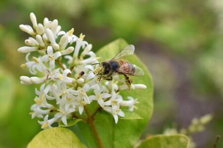 Bee honeybee flower