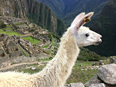 Picchu machu inca photo