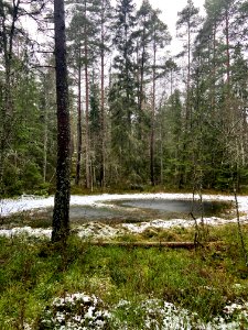 Björnnäset naturreservat - våtmark vid Djupsjön