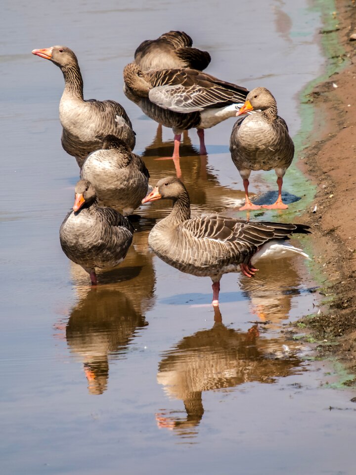 Water bird nature animal
