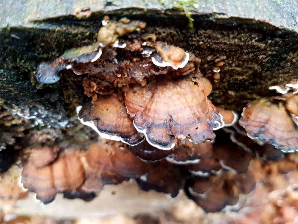 Bjerkandera adusta 71110948