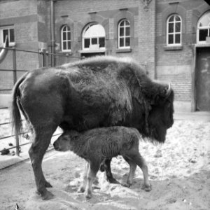 Bizon met jong in Artis, Bestanddeelnr 912-9834