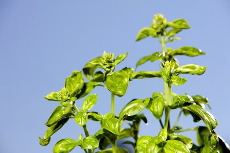 Leaves green mediterranean