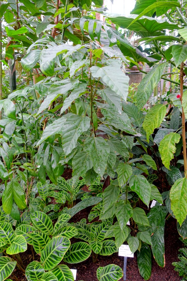 Bixa orellana - Botanischer Garten - Heidelberg, Germany - DSC01081