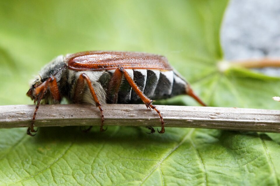 Insect spring creature