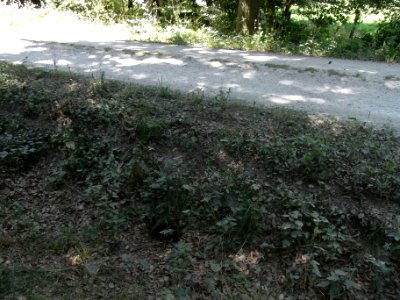 Bizzenbach Anfang R0017147