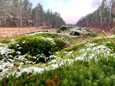Björnnäset naturreservat - björnmossa