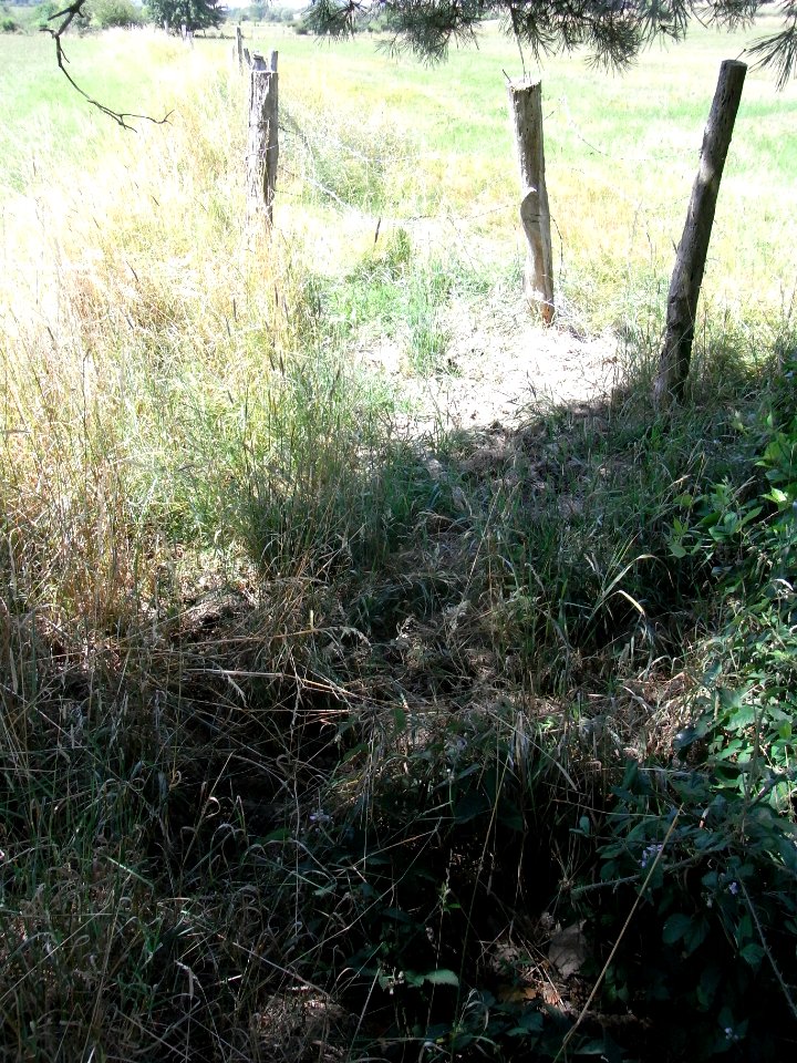 Bizzenbach trocken auf Wiesen R0017138