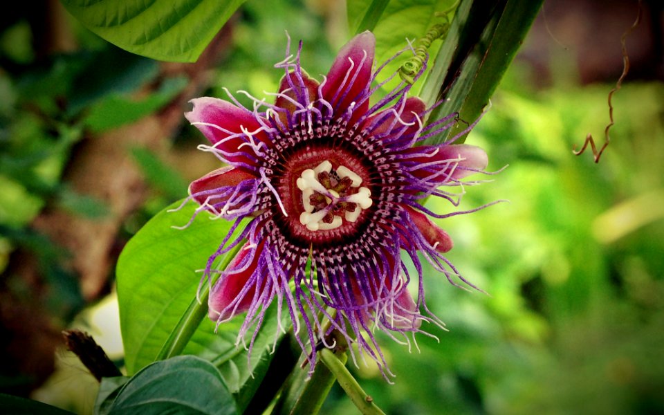 Bizarre Flower (194452755)