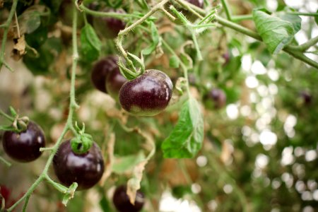 Black tomatoes and red chilis grown in Koye, in the Kurdistan Region of Iraq 10