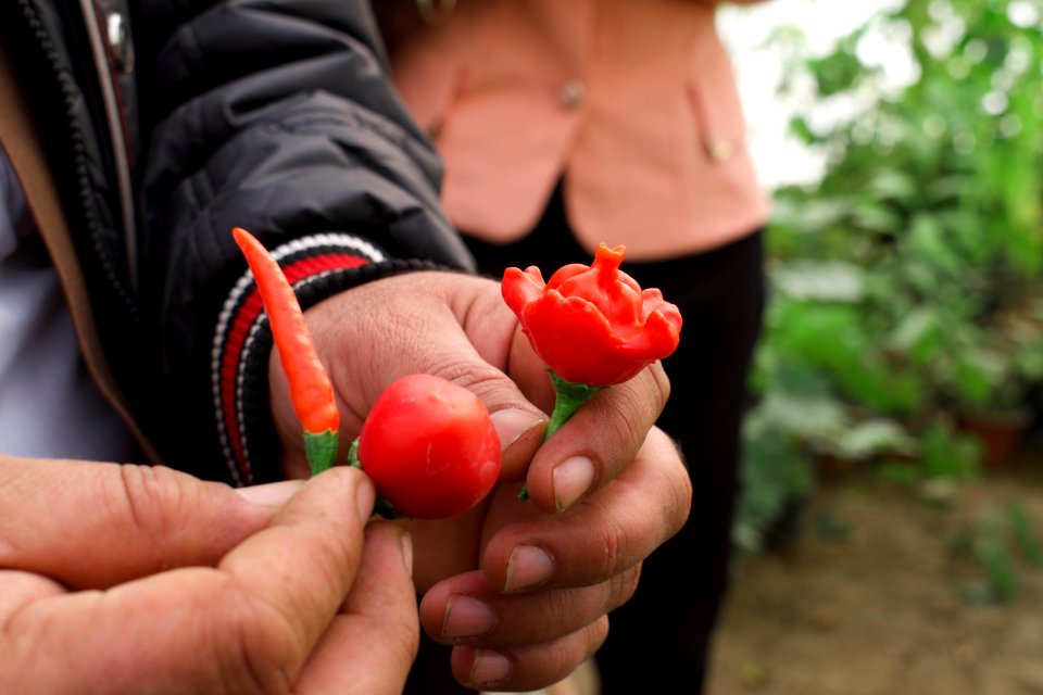 Black tomatoes and red chilis grown in Koye, in the Kurdistan Region of Iraq 15