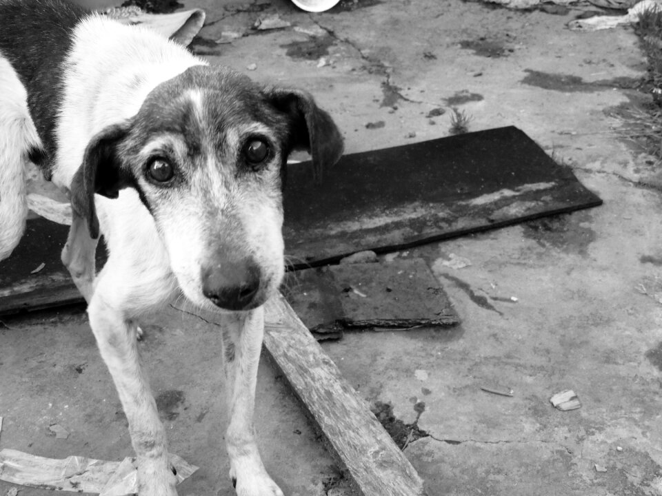 Look abandoned man's best friend photo