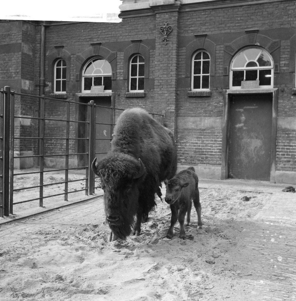 Bizon met jong in Artis, Bestanddeelnr 912-9833