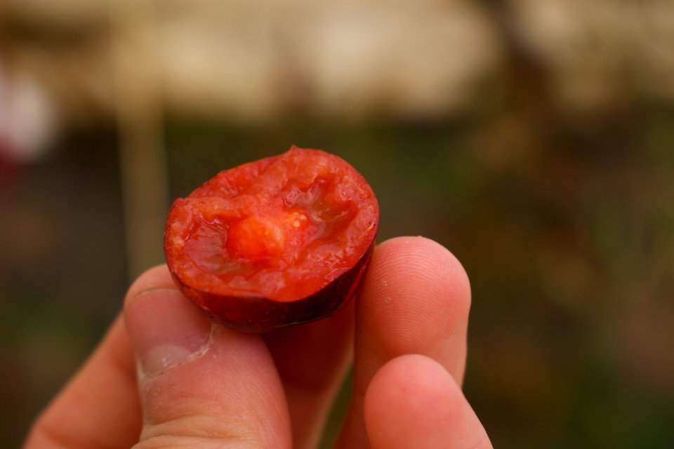 Black tomatoes and red chilis grown in Koye, in the Kurdistan Region of Iraq 03
