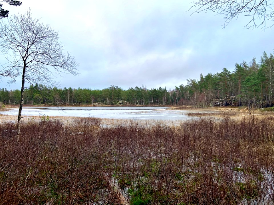 Björnnäset naturreservat - våtmark