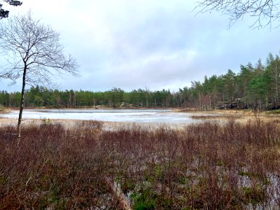 Björnnäset naturreservat - våtmark