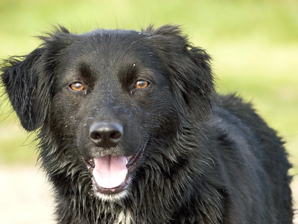 Black animal sweet