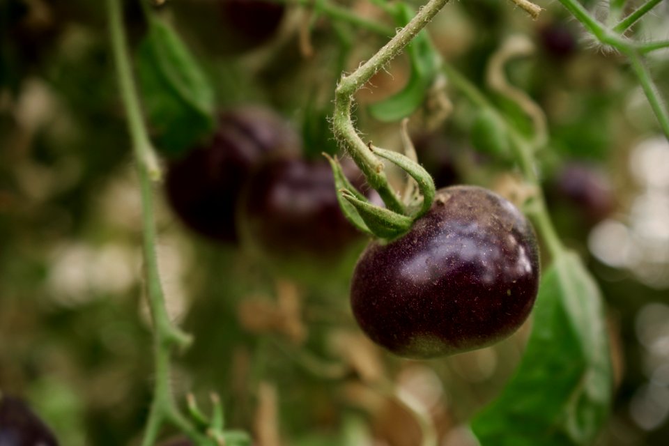 Black tomatoes and red chilis grown in Koye, in the Kurdistan Region of Iraq 09