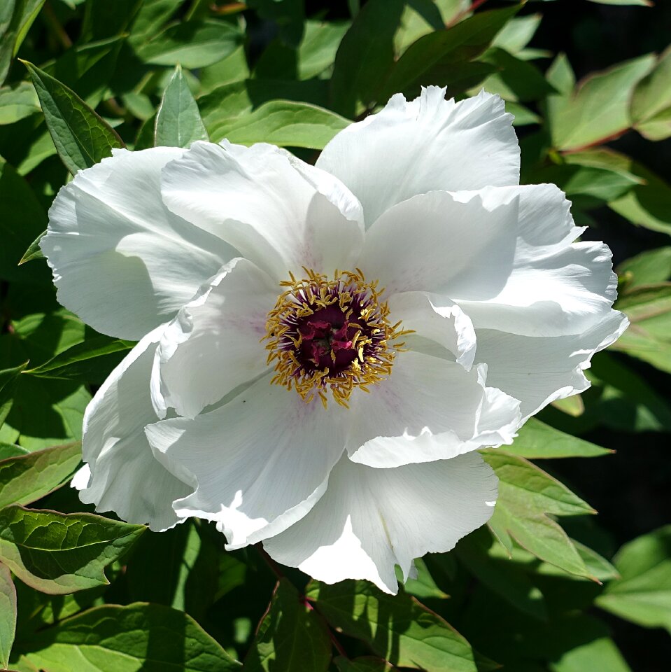 White garden spring