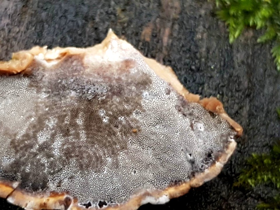 Bjerkandera adusta 71110944