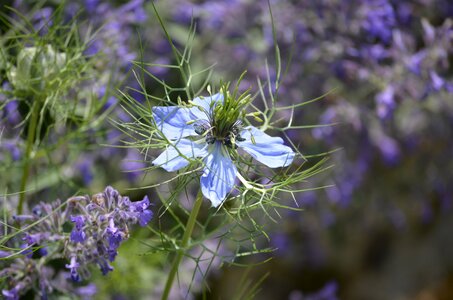 Miracle nature bloom