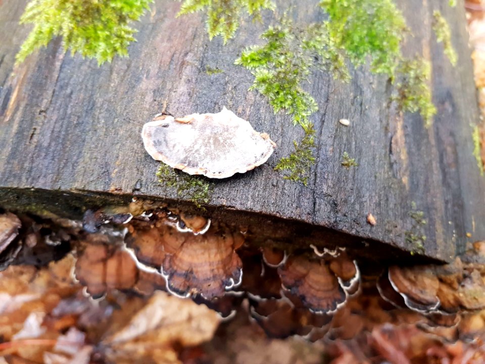 Bjerkandera adusta 71110946