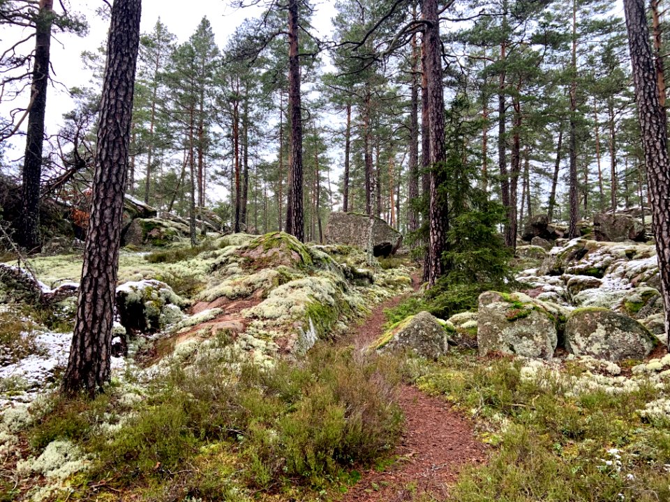 Björnnäset naturreservat - stigen