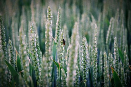 The cultivation of kłos wheat