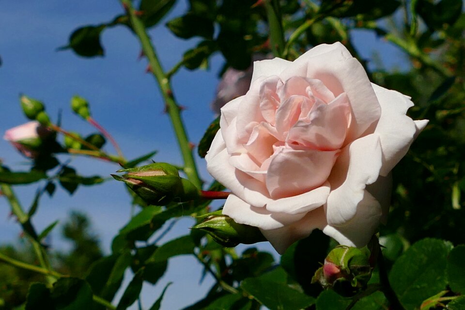 Light pink climbing rose new dawn