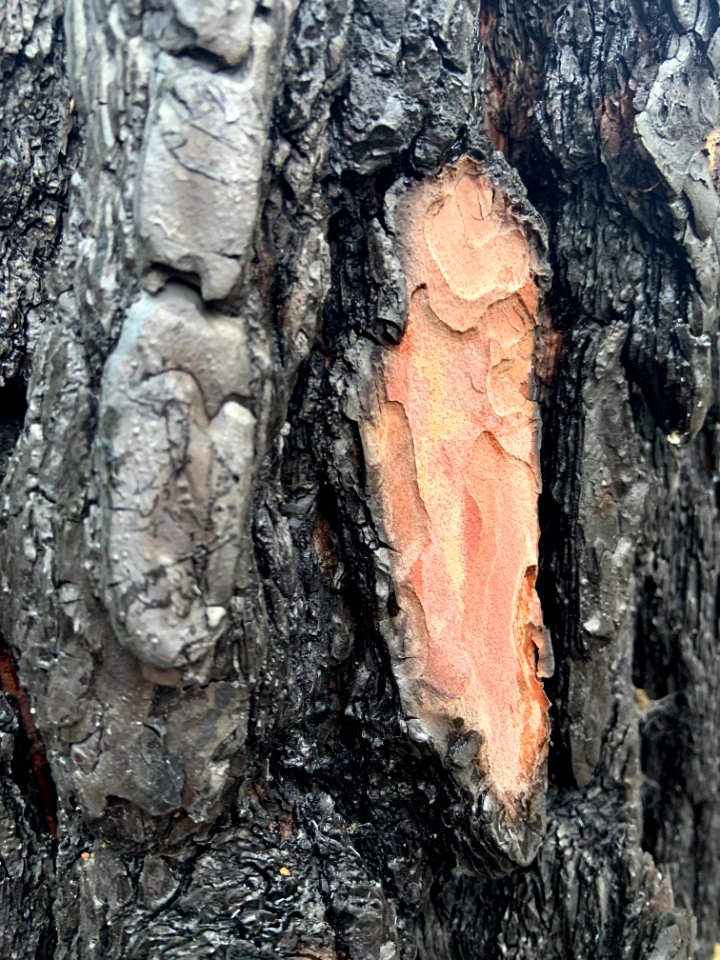 Björnnäset naturreservat - bränd bark