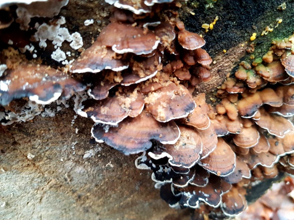 Bjerkandera adusta 71110954