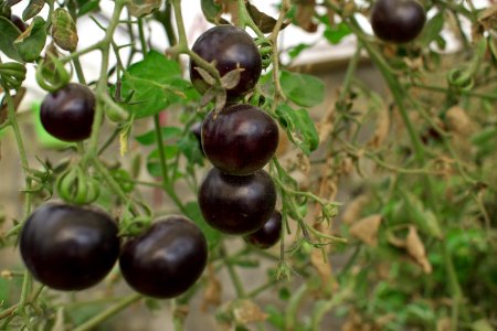 Black tomatoes and red chilis grown in Koye, in the Kurdistan Region of Iraq 02