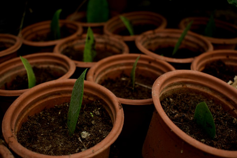 Black tomatoes and red chilis grown in Koye, in the Kurdistan Region of Iraq 07