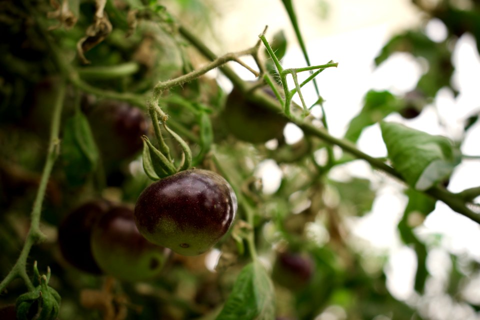 Black tomatoes and red chilis grown in Koye, in the Kurdistan Region of Iraq 11