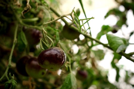 Black tomatoes and red chilis grown in Koye, in the Kurdistan Region of Iraq 11