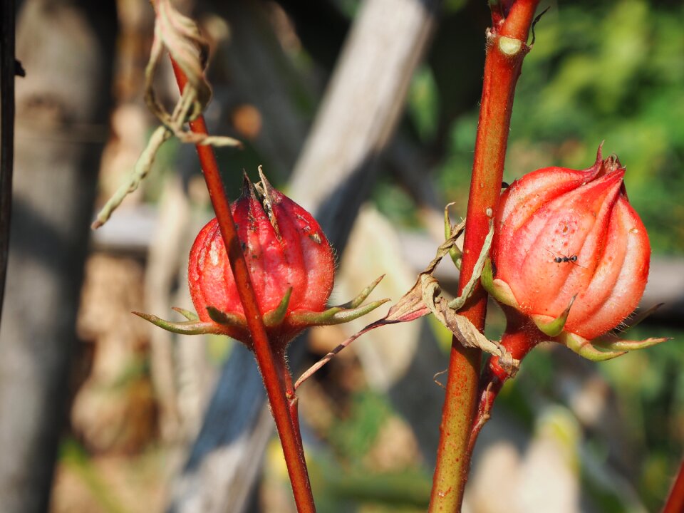 Ants sunlight fruit